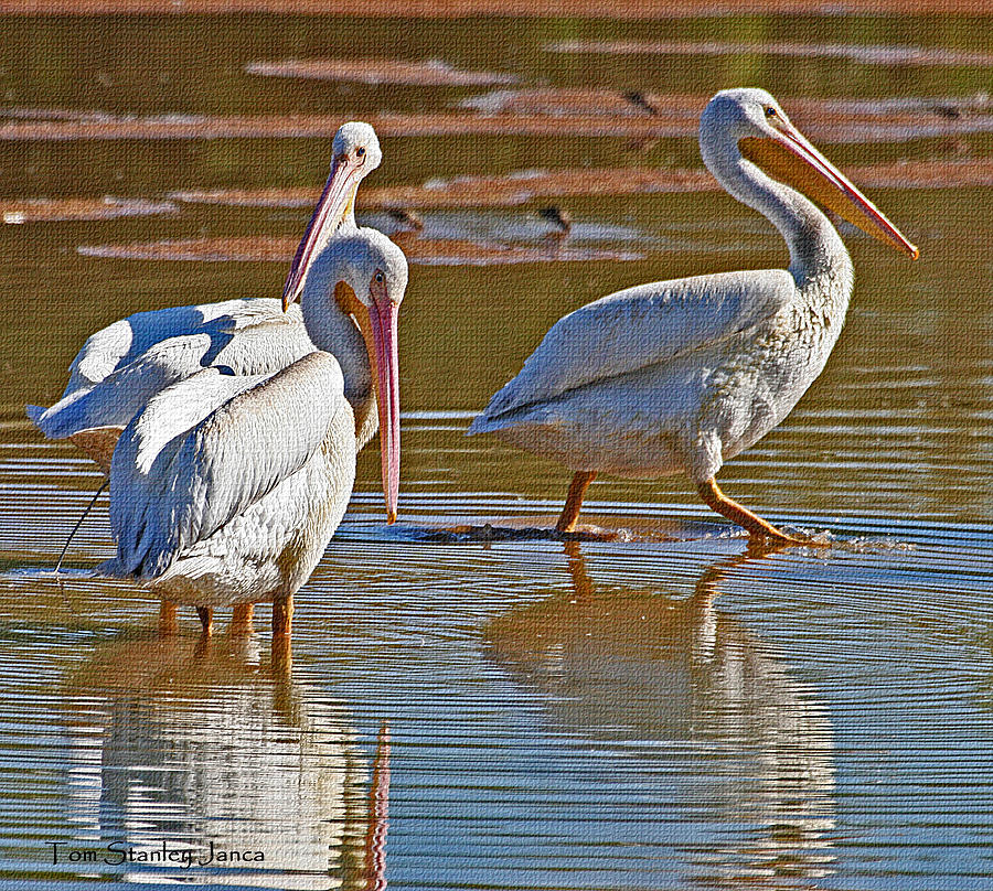 White Pelicans Visiting Gilbert Riparian Preserve Photograph by Tom Janca