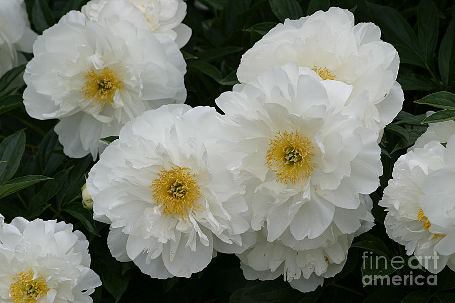 Peonies Photograph - White Peonies by Living Color Photography Lorraine Lynch