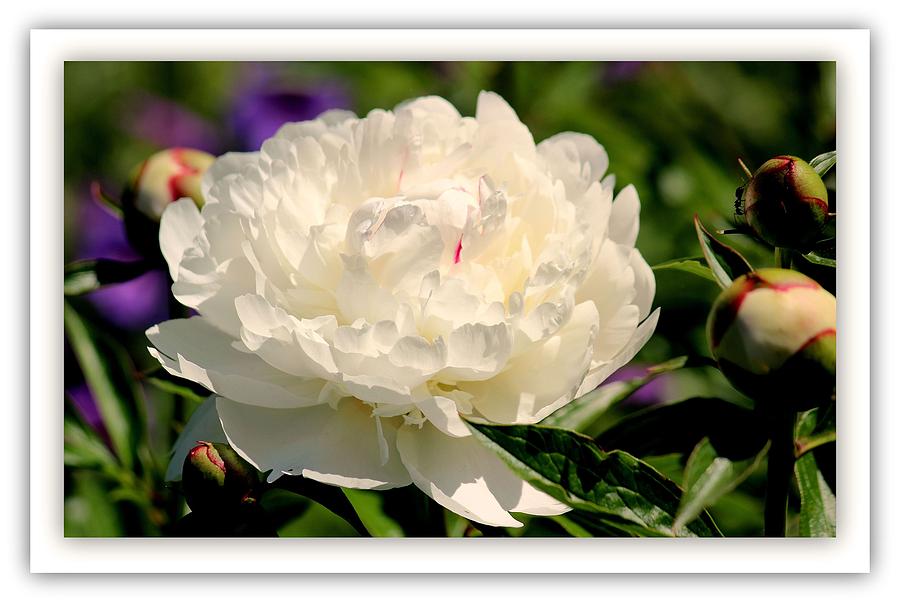 Flowers Still Life Photograph - White Peony Bloom by Rosanne Jordan