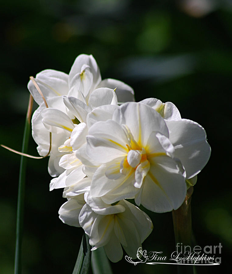 White Peony Blossoms 20120413_105a Photograph by Tina Hopkins