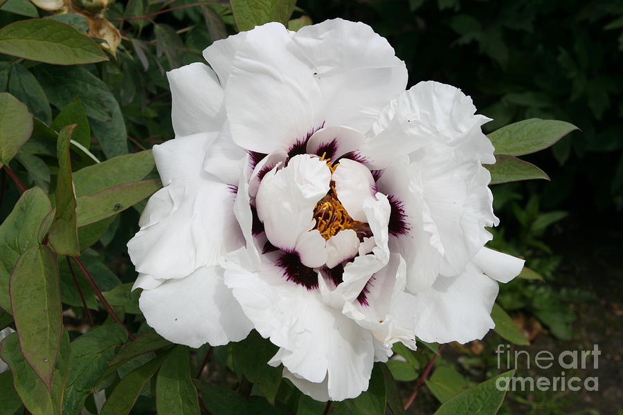 White Peony #2 Photograph by Christiane Schulze Art And Photography