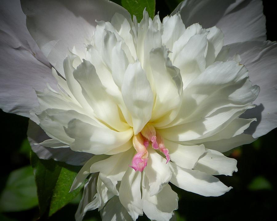 White Peony Photograph by Elaine Franklin