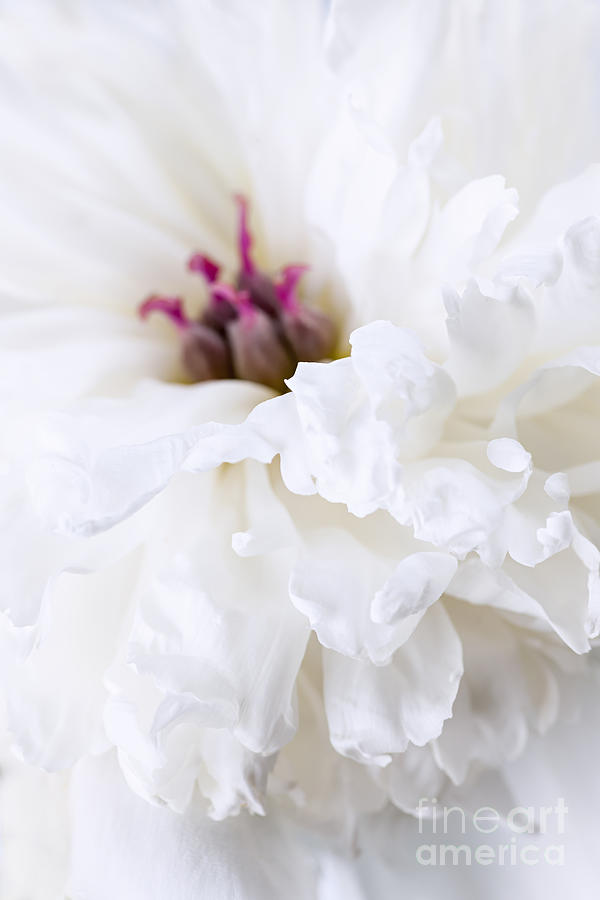 White peony flower petals Photograph by Elena Elisseeva