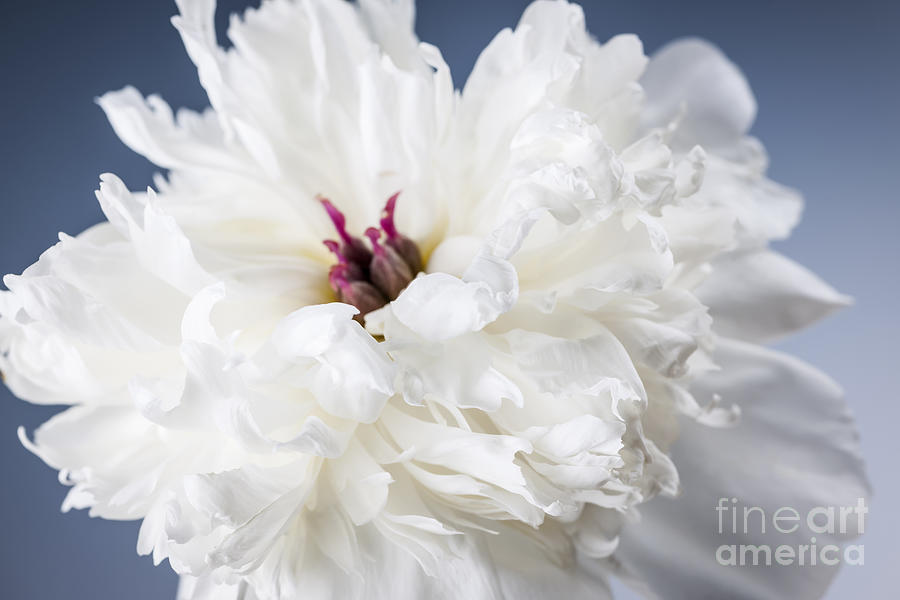 Flower Photograph - White peony flower macro by Elena Elisseeva