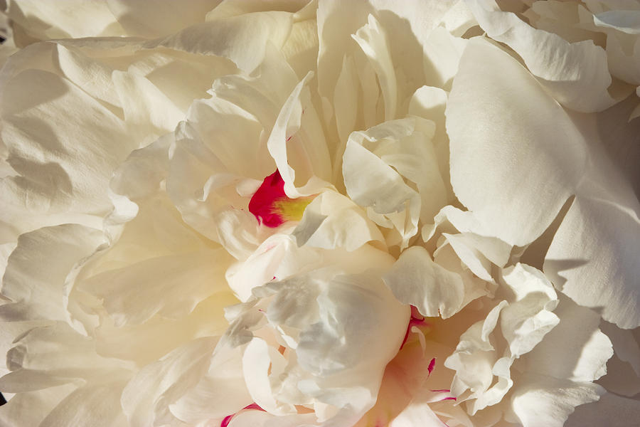 White Peony Flower Photograph by Keith Webber Jr