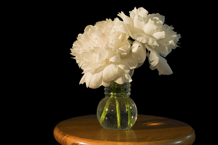 White Peony Flowers Photograph by Keith Webber Jr