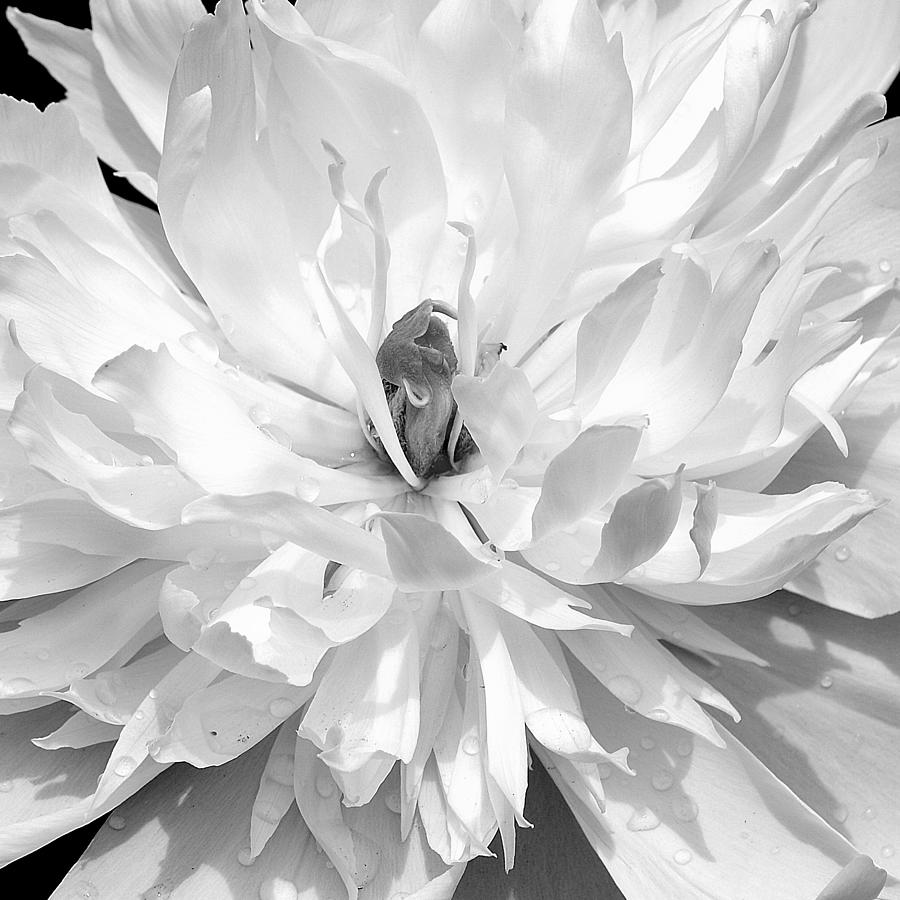White Peony I Black and White Photograph by Joan Han