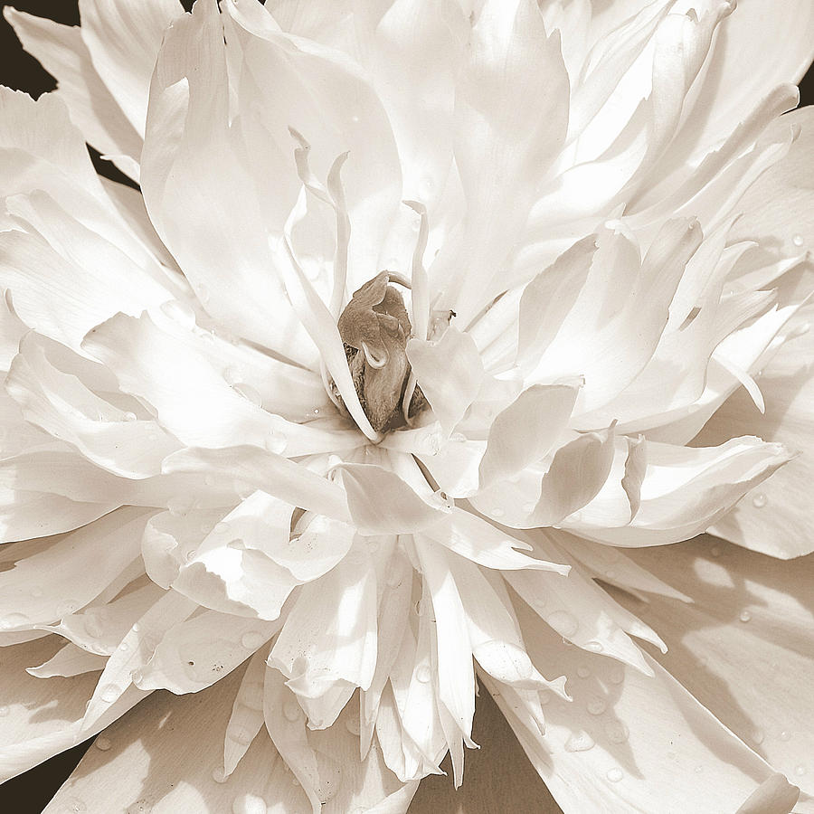 White Peony I Sepia Photograph by Joan Han