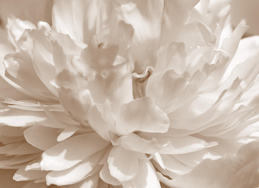 White Peony II Sepia Photograph by Joan Han