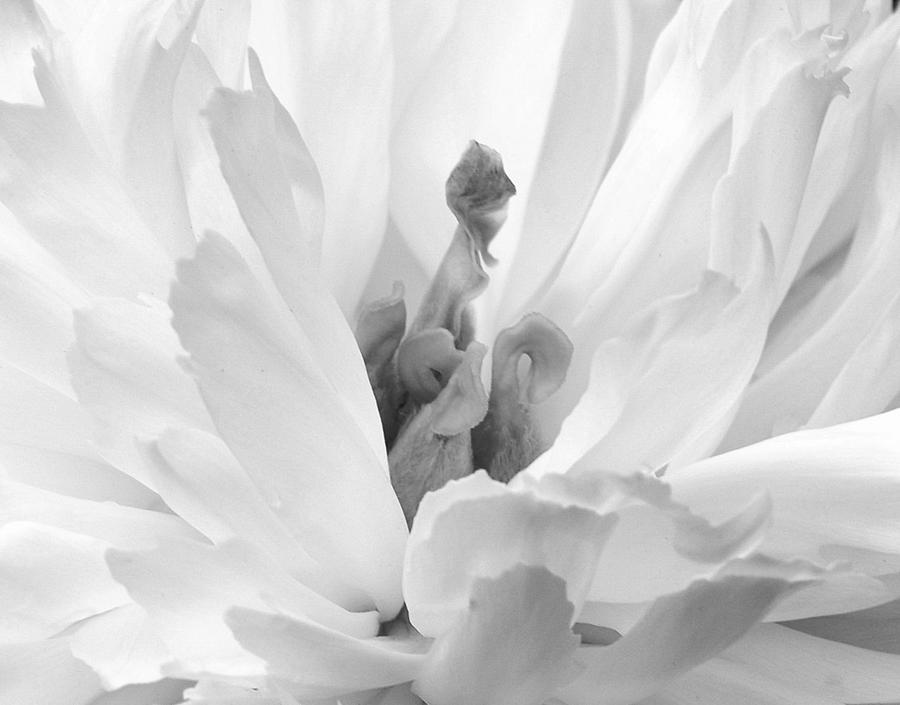 Black and White Peony  Photograph by Joan Han