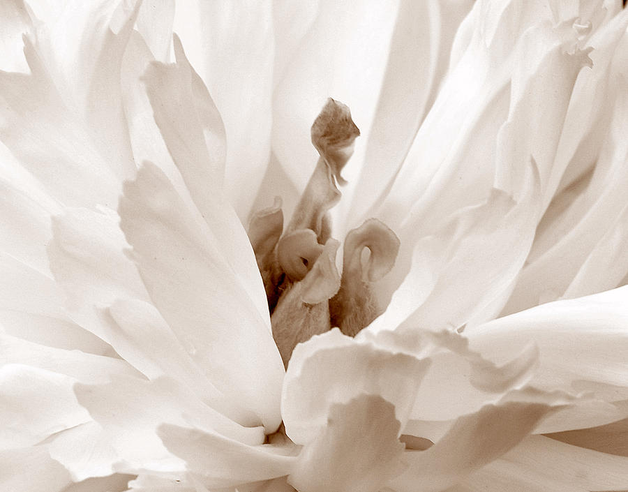 White Peony III Sepia Photograph by Joan Han