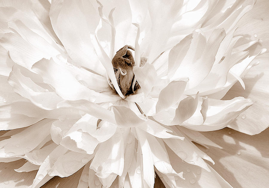 White Peony IV Sepia Brown Photograph by Joan Han