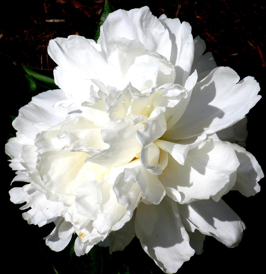 Mothers Day Photograph - White Peony by Katy Hawk