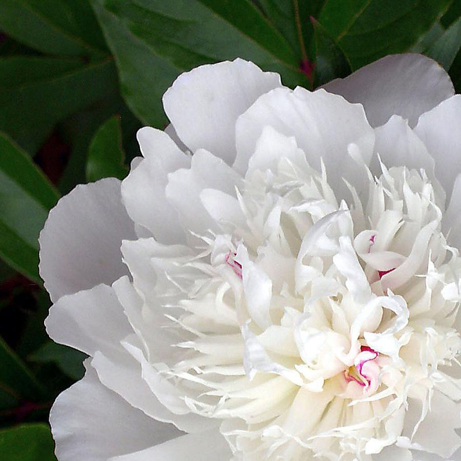 Summer Photograph - White Peony by Lorraine Keil