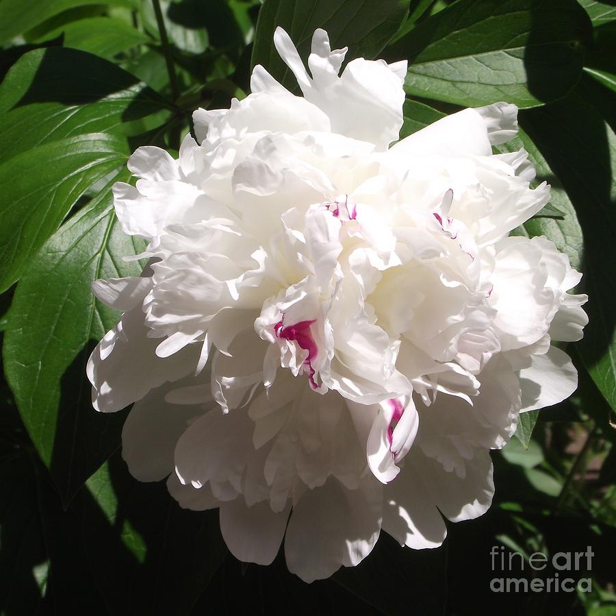 White Peony Photograph by Michelle Welles