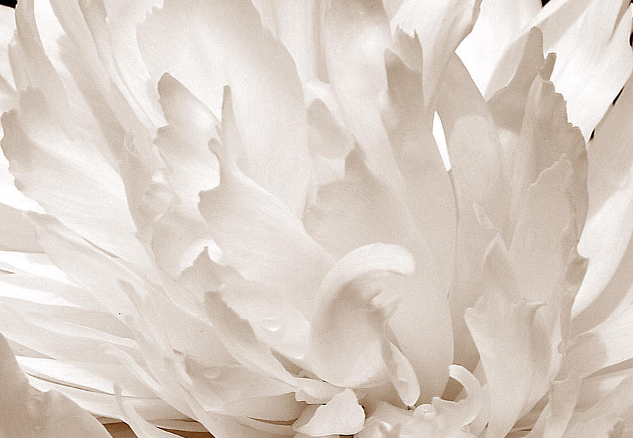 White Peony Petals Sepia Photograph by Joan Han