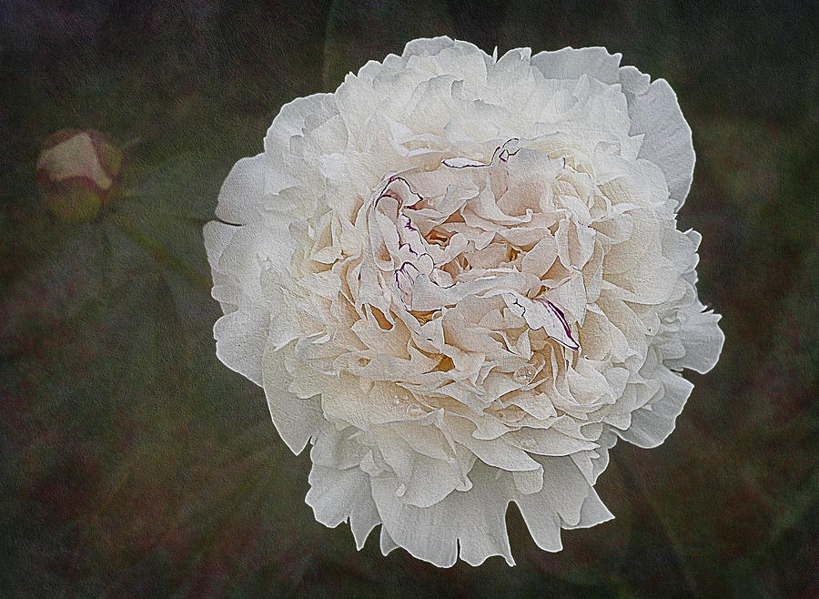 White Peony Photograph by Susan Candelario
