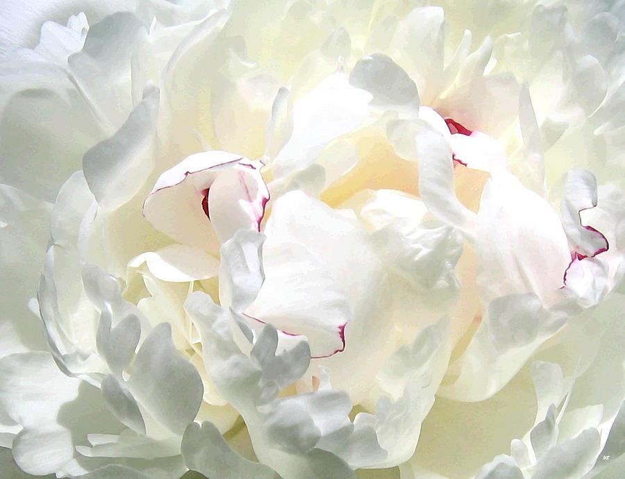 White Peony Photograph by Will Borden