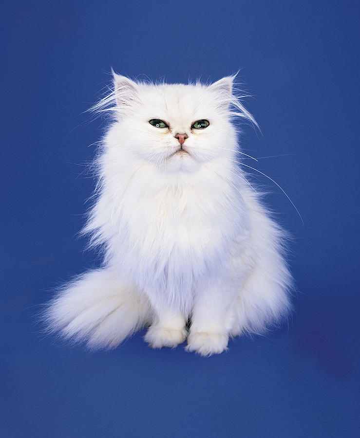 White Persian Cat Photograph by Photodisc