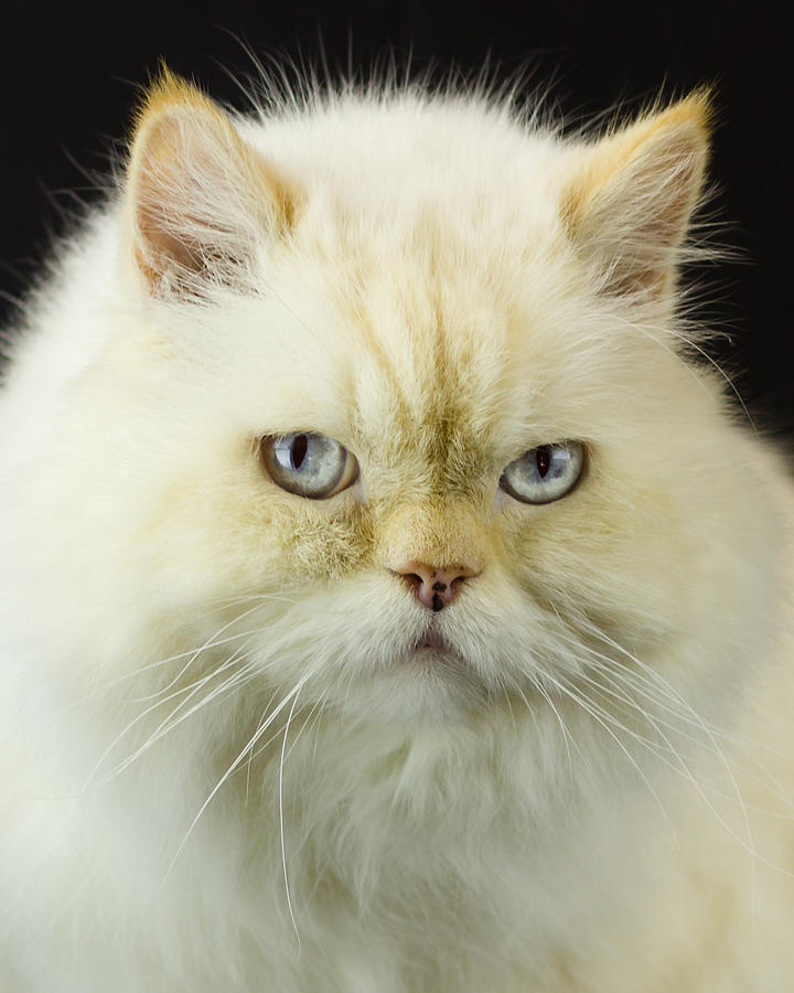 White Persian Head Shot Photograph by Dwayne Schmidt | Fine Art America