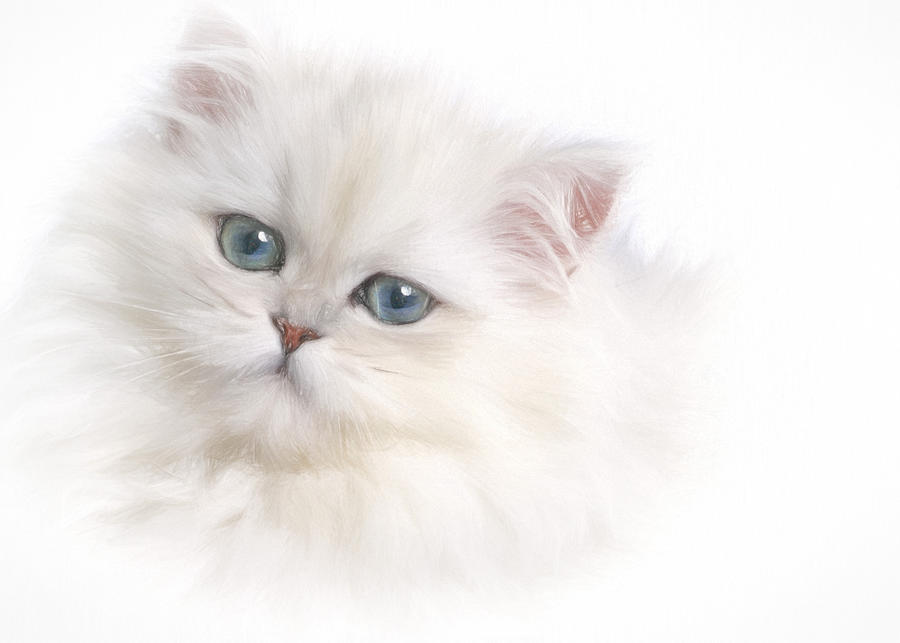 Animal Photograph - White Persian Kitten by David and Carol Kelly