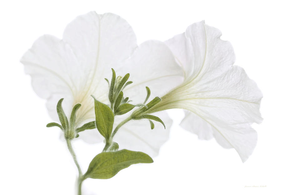 Nature Photograph - White Petunia Flowers on White by Jennie Marie Schell