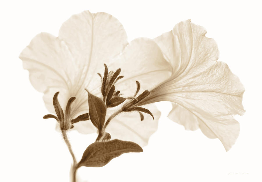 Vintage Photograph - White Petunia Flowers Sepia by Jennie Marie Schell