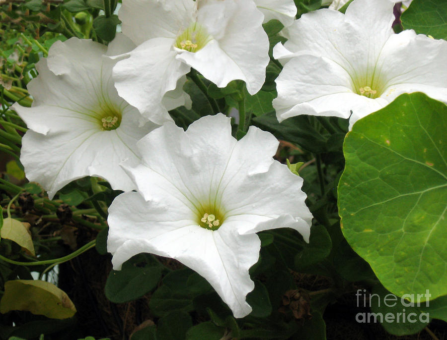 White Petunias Photograph by Ellen Miffitt