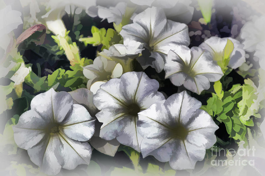 White Petunias - Painted Photograph by Bob and Nancy Kendrick