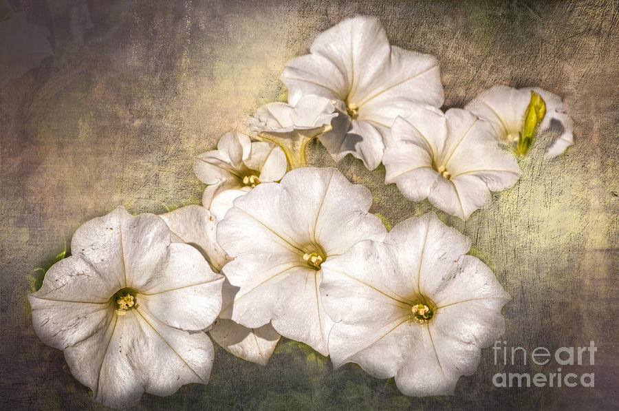 White Petunias - Texture Photograph by Bob and Nancy Kendrick