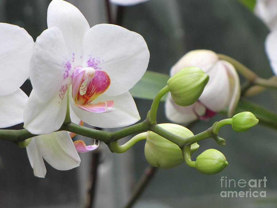 White Phalaenopsis Photograph