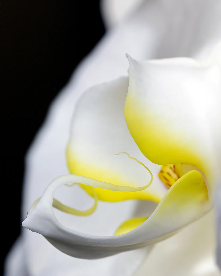 White Phalaenopsis Orchid Photograph by Alan Raasch