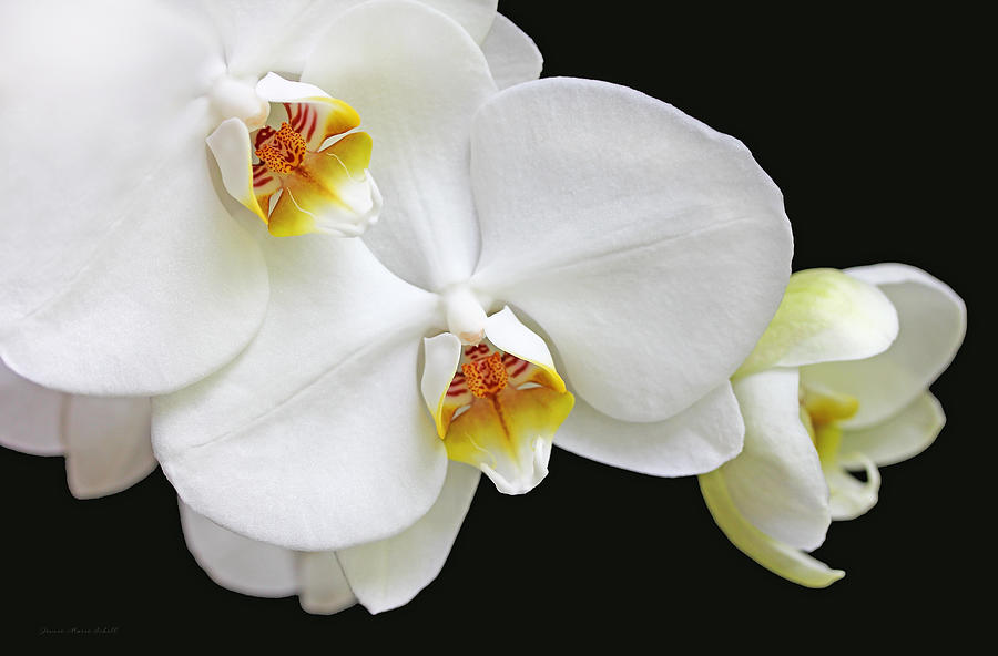 Orchid Photograph - White Phalaenopsis Orchid Flowers by Jennie Marie Schell