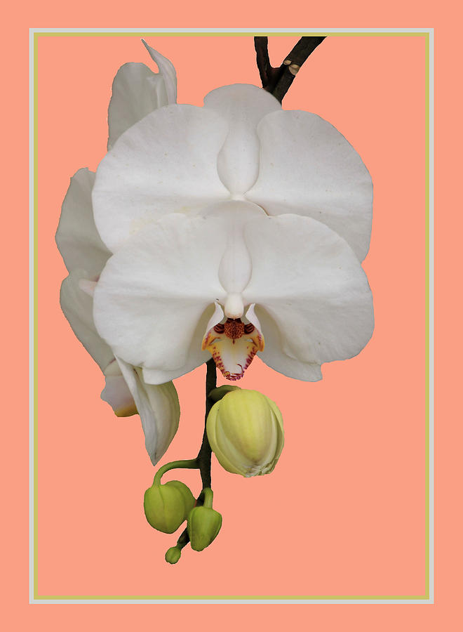 White Phalaenopsis Orchids Photograph by Rosalie Scanlon