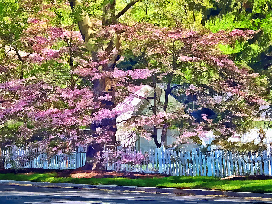 White Picket Fence by Flowering Trees Photograph by Susan Savad