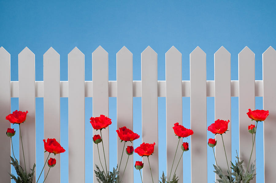White Picket Fence With Flowers Photograph by Spiderstock