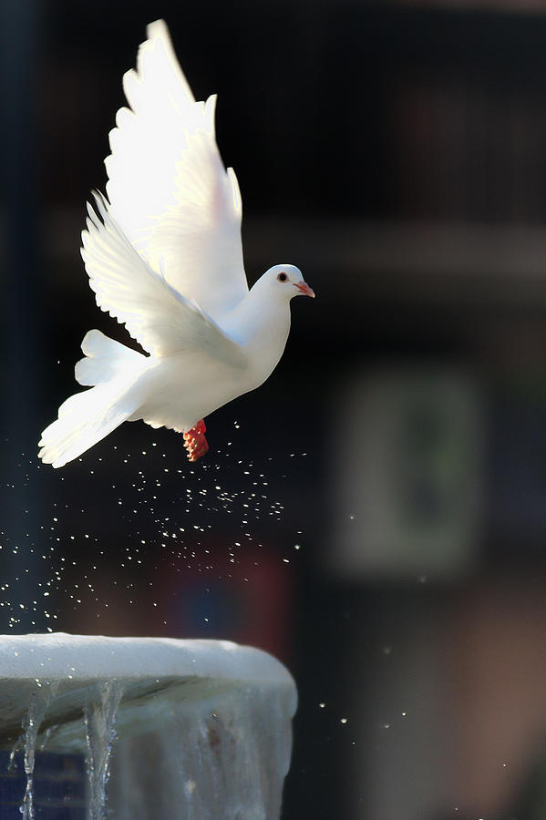White pigeon flying Photograph by Jesusgag