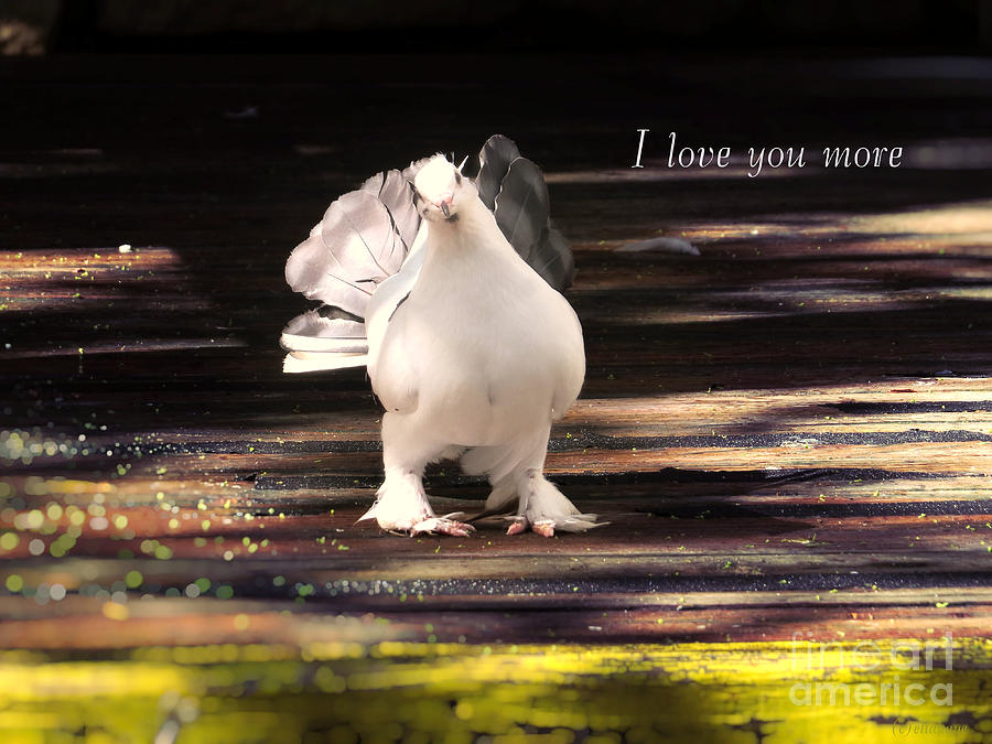 White Pigeon Nature Photography - I Love You More Photograph by Ella Kaye Dickey