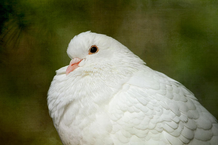 White Pigeon Photograph by Peggy Collins