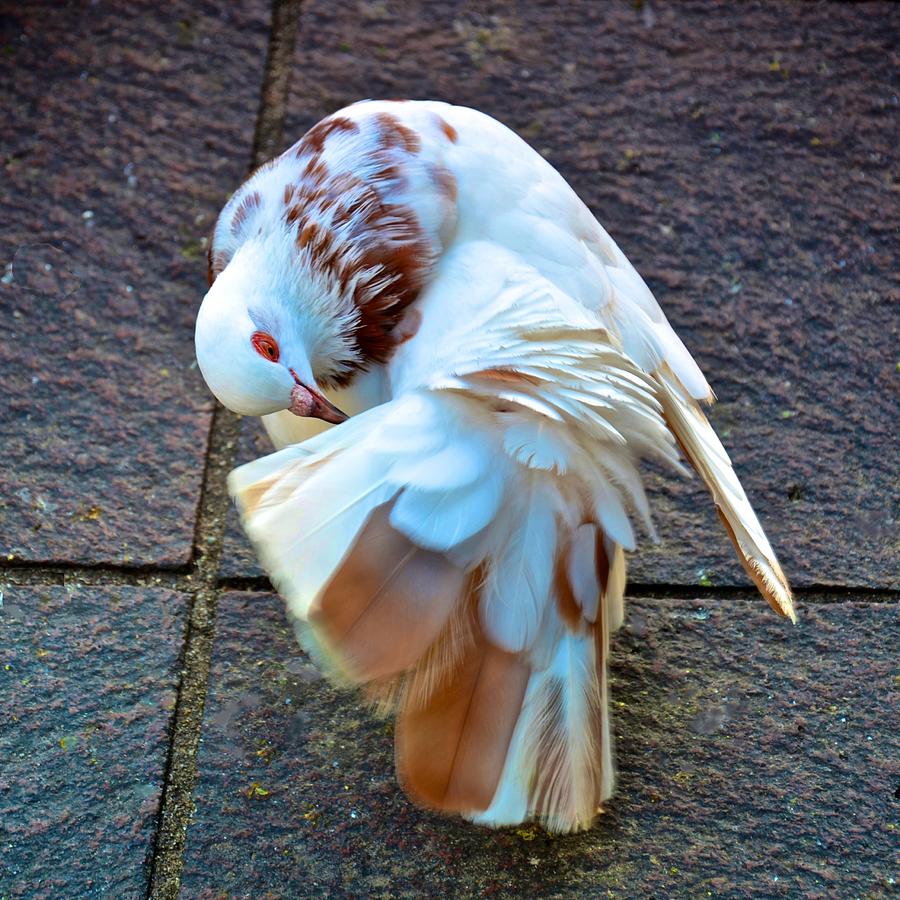 White Pigeon Photograph by Ricardo J Ruiz de Porras