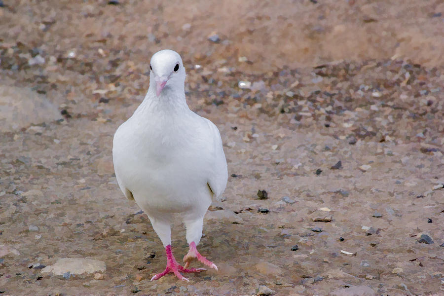 White Pigeon Digital Art by Photographic Art by Russel Ray Photos