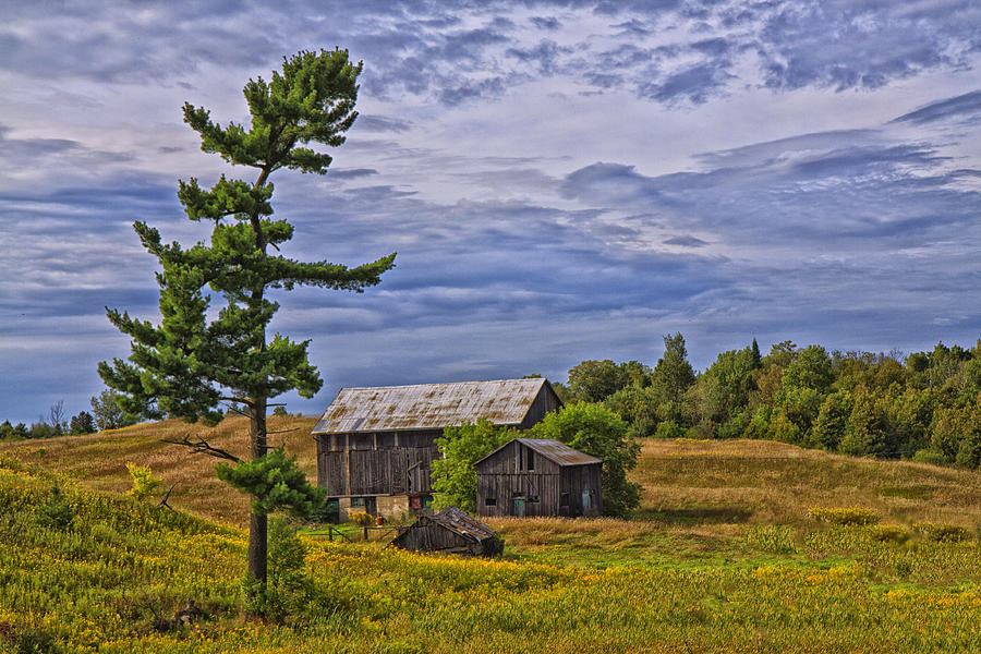 White Pine and Old Barn Photograph by Gary Hall