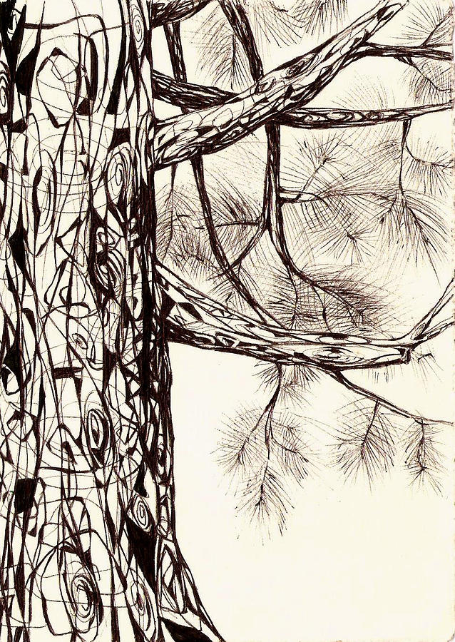 Black And White Drawing - White Pine by Andrea Carroll