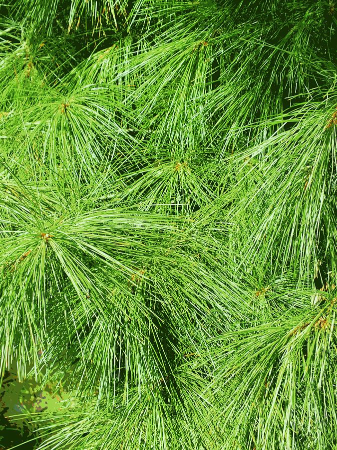 White Pine Digital Art by Tg Devore - Fine Art America