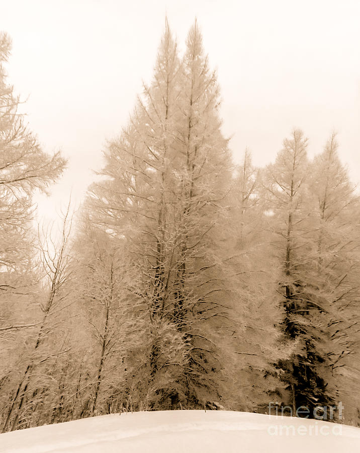 Winter Photograph - White Pines by Optical Playground By MP Ray