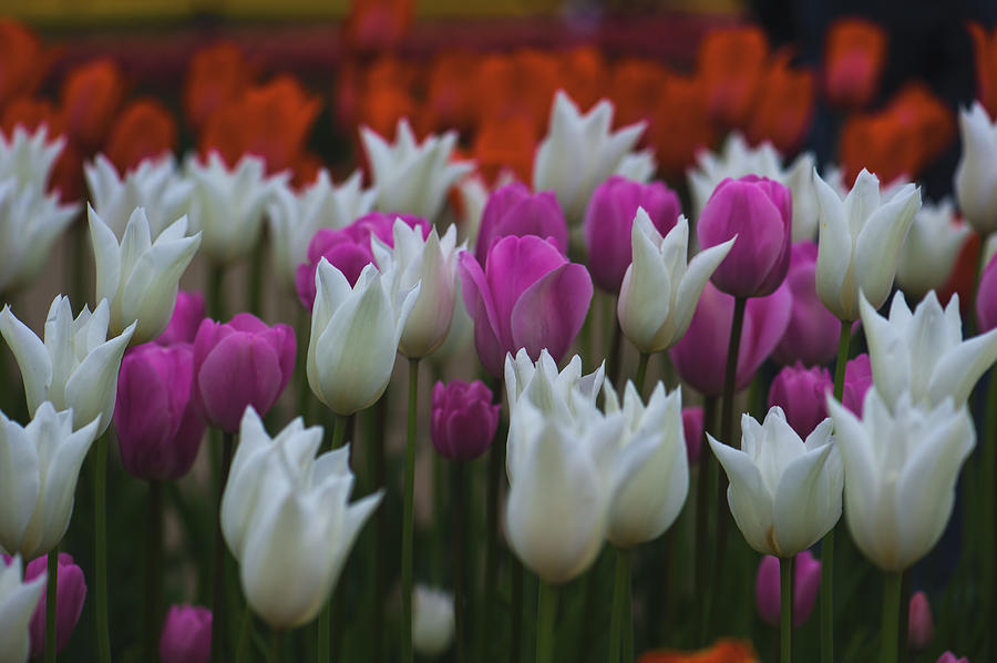 White - Pink Tulip Photograph by Hisao Mogi