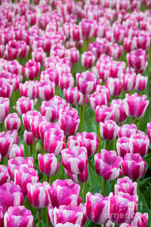 White Pink Tulips by Katka Pruskova White Pink Tulips by Katka Pruskova