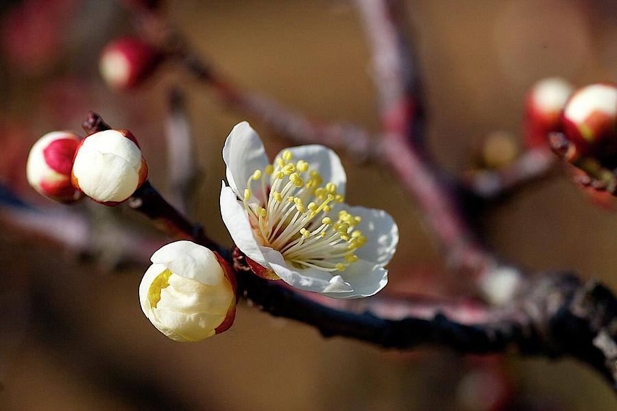 White Plum Blossoms Photograph by Jim Mayes