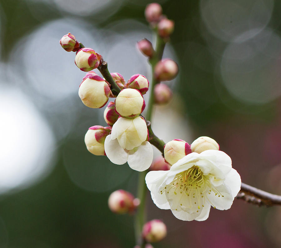 White Plum Blossoms Photograph by Kenjiyamamoto