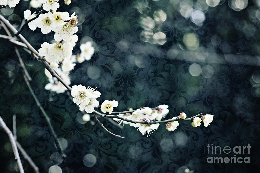 White Plum Blossoms with Blue Green Brocade Background Photograph by Beverly Claire Kaiya
